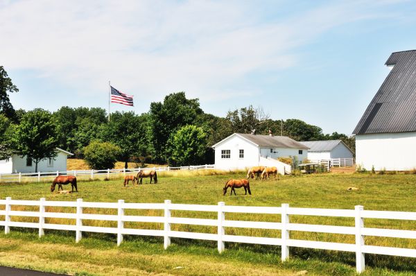 Horse Paddock Fencing
