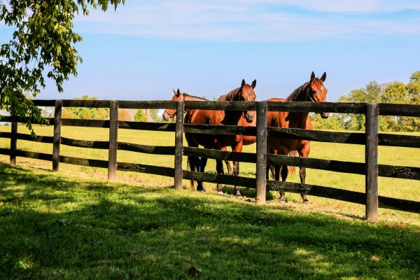 Ranch Fence Construction